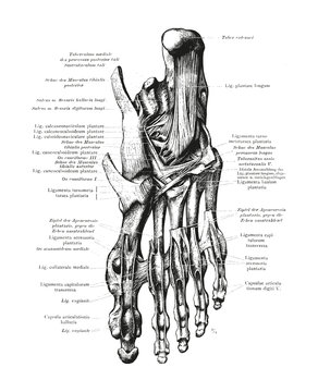 Human Foot Feet Skeleton Bone Anatomy Black and White Illustration 
