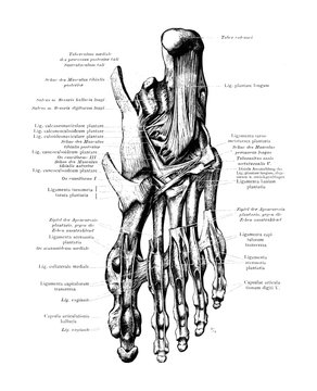 Human Foot Feet Skeleton Bone Anatomy Black and White Vector Illustration 