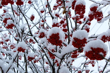 Red rowan berry under freshly fallen snow