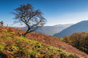 Fototapeta na wymiar Single Tree overlooks Borrowdale Valley / Borrowdale is a valley in the English Lake district which has been awarded the status of a Unesco World Heritage Site