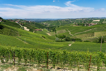 Fototapeta na wymiar Vineyards near Barbaresco, Cuneo, in Langhe