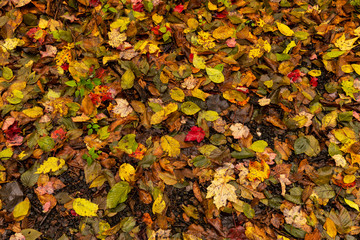 The forest floor covered with beautiful fall leaves at Southford Falls State Park in Southbury, Connecticut, USA,