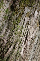 Fototapeta premium tree bark