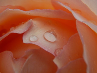 Rose with drops after rain. Macro photography.