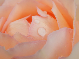 Rose with drops after rain. Macro photography.