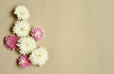 background with chrysanthemums