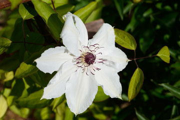 Obraz premium clematis flowers