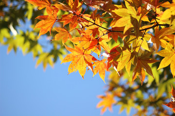 秋色の美しいイタヤカエデ