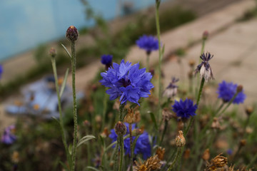 blue flowers in a field