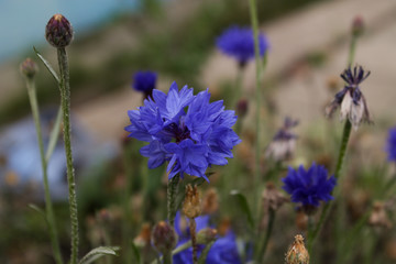 blue flower