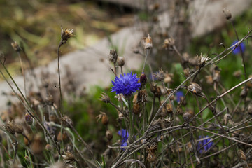 blue flowers in a field