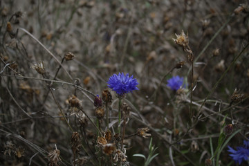 The last of the autumn cornflowers. 