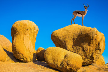 Antelope springbok on the rocks