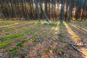 the sun's rays in a wild pine forest