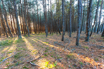 the sun's rays in a wild pine forest