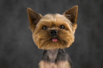 Naklejka premium Dog Yorkshire Terrier Close-up