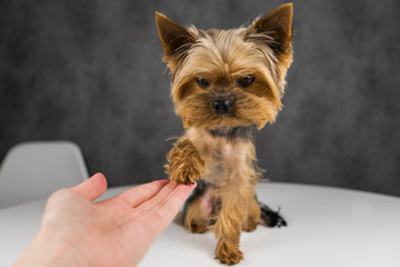 Dog yorkshire terrier gives paw/ waving paw goodbye