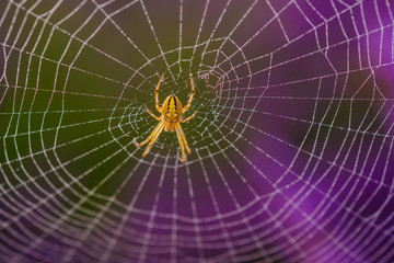 Toile d'araignée dans le champ de lavande, brouillard de matin, la rosée.	