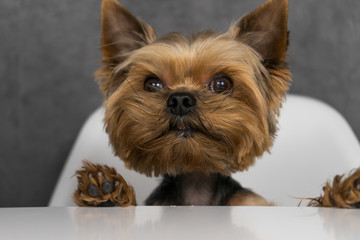 Dog yorkshire terrier sitting at the table