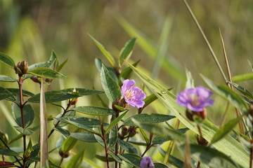 Obraz premium flower background