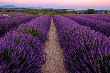 Naklejka na ściany i meble Champ de lavande en fleurs, coucher de soleil. Plateau de Valensole, Provence, France. 