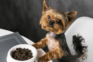 Dog yorkshire terrier eating feed