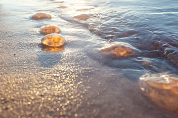 Obraz premium beached jellyfish aurelia on sand close up