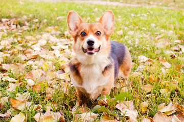 Pembroke welsh corgi on a walk in the park on nice warm autumn day. Young small tricolored dog outdoors, many fallen yellow leaves on ground. Copy space, background.
