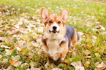Pembroke welsh corgi on a walk in the park on nice warm autumn day. Young small tricolored dog outdoors, many fallen yellow leaves on ground. Copy space, background.