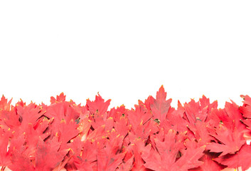 Close-up heap of red maple leaves isolated on white background. Autumn symbol, fall foliage icon, seasonal themed concept
