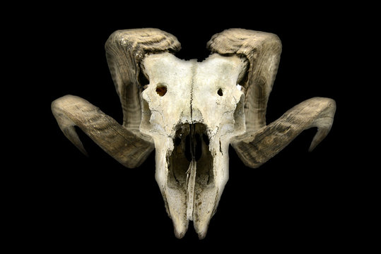 Goat Skull With Horns And Teeth On Black Isolated Background.