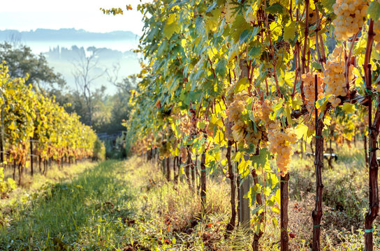 Sunny morning in green grapevine of italian wineyard. Colorful vineyard landscape in Tuscany