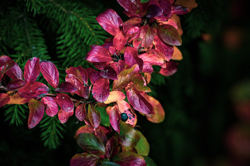 red leaves of a bush in the warm autumn sun