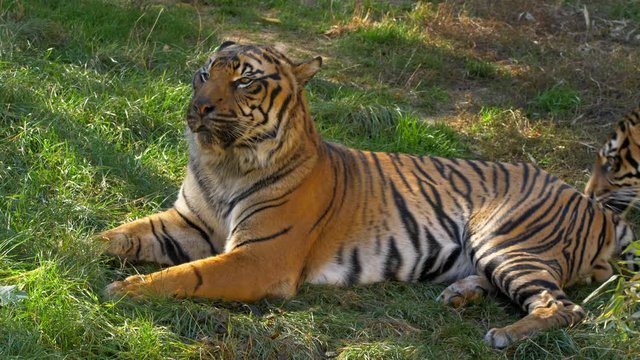 Sumatran tiger (Panthera tigris sondaica) couple