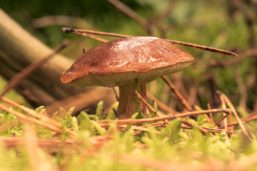 mushroom in the grass
