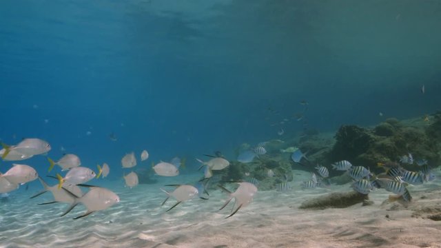 Seascape in shallow water of Caribbean Sea around Curacao at dive site Playa Piskado with school of fish