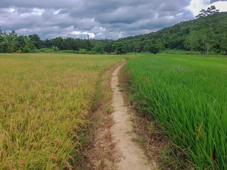Green rice fields and blue sky and white clouds background.feel good green field.