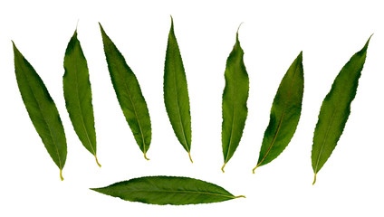 White willow or white Willow © alias612