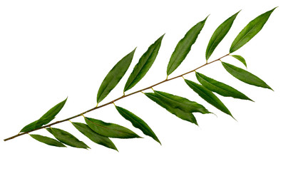 White willow or white Willow