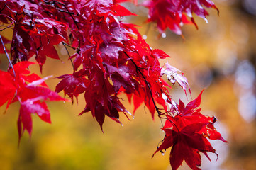 Acer Through a Window