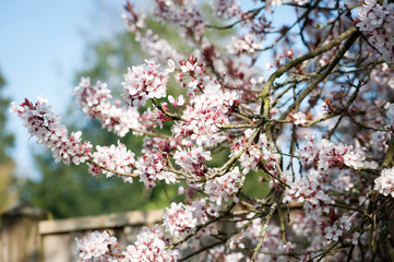 Spring Blossom