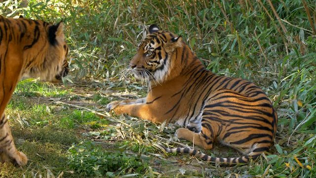 Sumatran tiger (Panthera tigris sondaica) couple