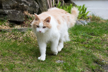 Naklejka na ściany i meble red-haired, fluffy cat walking outdoors on green grass