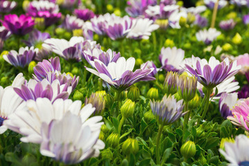 Obraz premium Cape Marguerite (Osteospermum) glade of beautiful fresh flowers. Floral background