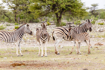 Fototapeta na wymiar Zebra, females with foals
