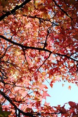 Buntes Laub im Herbst