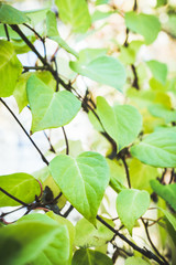 Chinese magnolia vine. Shallow depth of field.