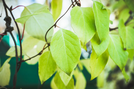 Chinese Magnolia Vine. Shallow Depth Of Field.