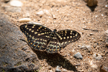 Fototapeta na wymiar Closeup Black and yellow dot butterfly on the floor