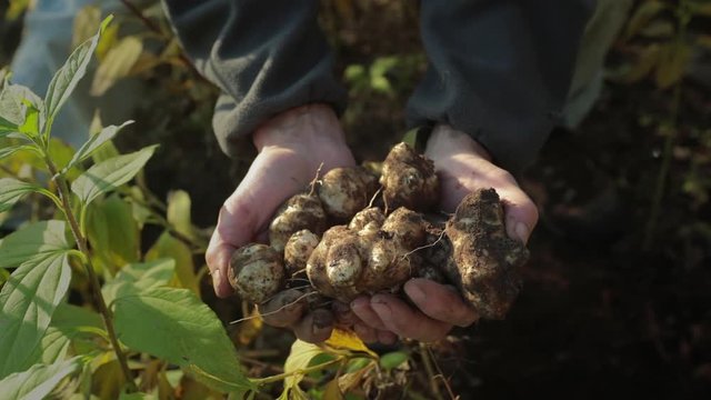 Homegrown vegetables. Growing Jerusalem artichokes in a garden plot. Small harvest of artichokes.